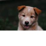 I love dogs for ever