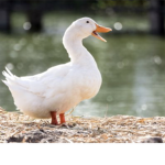 ..ducky..