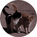 Aristocat