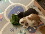 Bunnygroup bun and flower