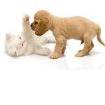 Puppies and Kitty Lovers