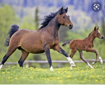Horse people only( anyone welcome )