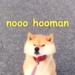 noo hooman