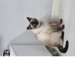 울 냥이(탄이)