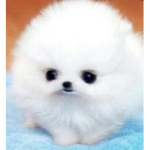 \-The Fluffy Puppies-/