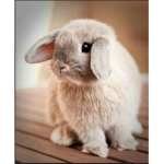 Cookiehase