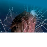 Troels Moneymaker