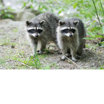 Racoon Sqaud