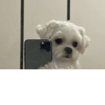 I love animalss