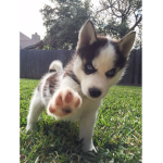 super puppy fan group