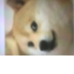 Doge cult group