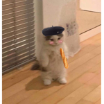 French el gato