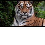 The Tiger Bois