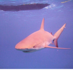 The coolest Shark Club!