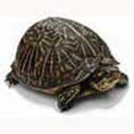 turtels fan club