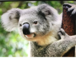 Koala Noses!