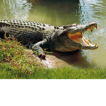 Feed or get eaten by a crocodile monster