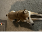 Doges dogs every dog is best
