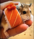 MY PREPPY HAMMY!!!!!