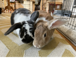 Bunnys4Life