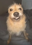 Mr Poop Farts and smelly