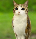 fizzmeow