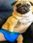Sasa Amigos