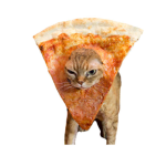 Cat pizza.
