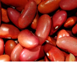 bean town hangout icon