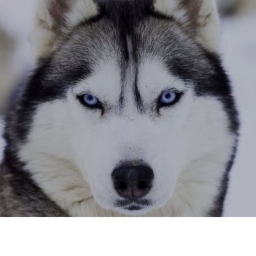 Have fun with huskies