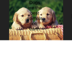 Dogs are the best animals on earth