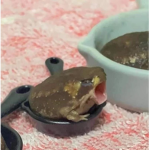 The Froggies :D
