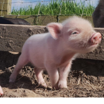 The popcorn pigs