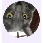 My Chartreux cat group (shar-trow)