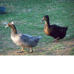 The Duck Empire 1#