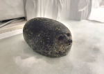 Seal army 53415