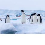 THE LEGENDARY PENGU ARMY :D