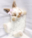 ୨୧ pawcify ୨୧