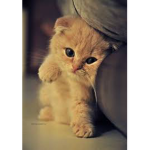 Catsssssssss