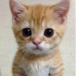 El gato is the besttttt