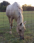 - Adorbs Horses-