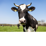 epic cows.