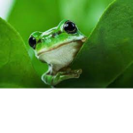 Frogs? :)