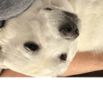 The DOGSS