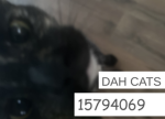 DAHCATS