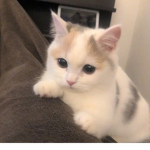 coquette<3