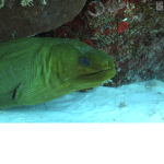 water eels