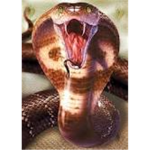 The Cobra Empire of 3998 A.D.
