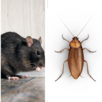 The Sewer Rats & Roaches