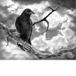 BlackCrove